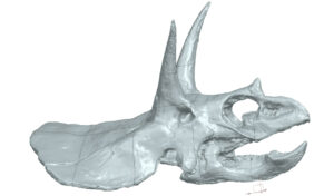Model 3D czaszki dinozaura uzyskany podczas skanowania 3D